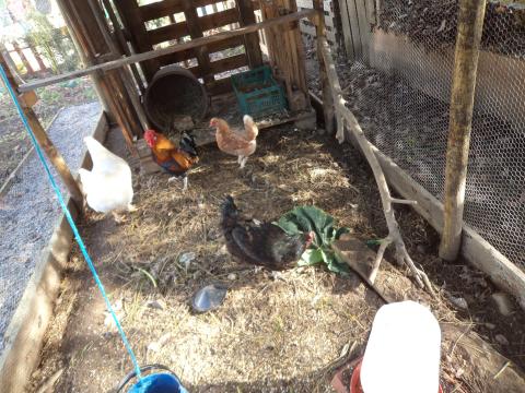 Aproveitamos os resíduos orgânicos das galinhas e coelhos para enriquecer o composto com que adubamos o terreno da horta e pomar.